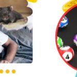 Danh Lo De Theo Giac Mo Mo Gi Danh Nay Co That Hieu Qua